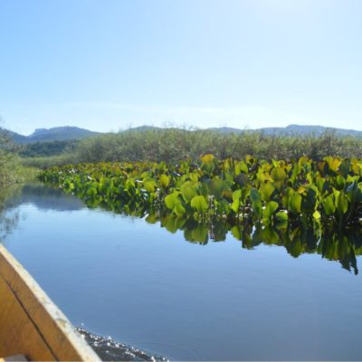 Pantanal Marimbus